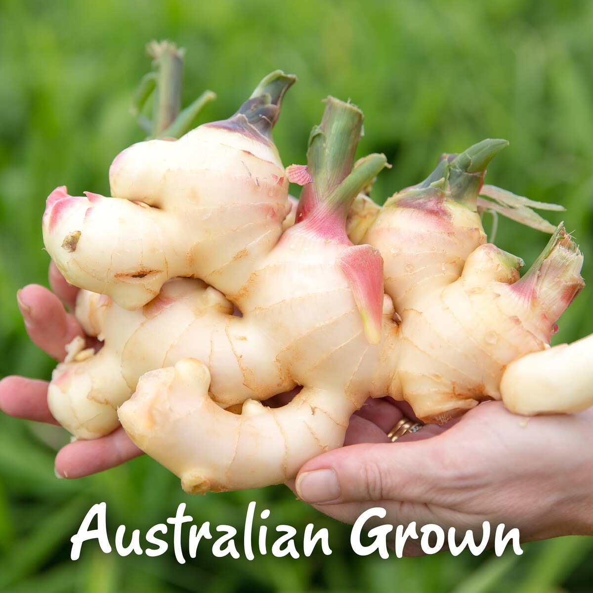 Gourmet Garden Herb Tube Ginger 115g