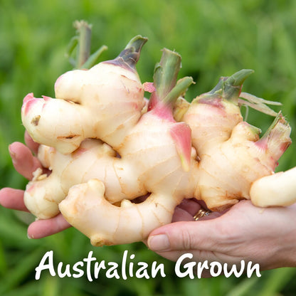 Gourmet Garden Herb Tube Ginger 115g