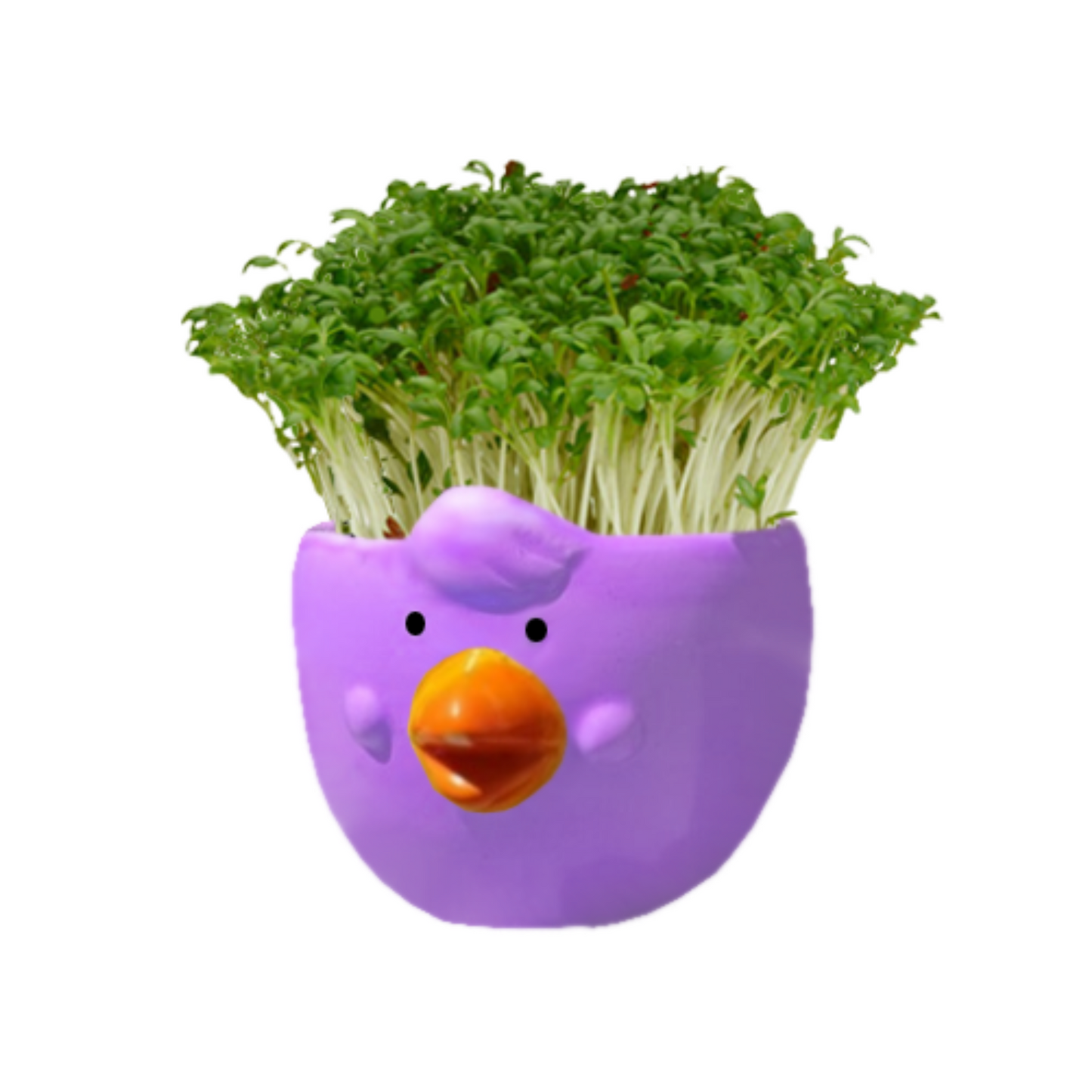 Mr Fothergill's Cress Chick Grow Kit - Assorted