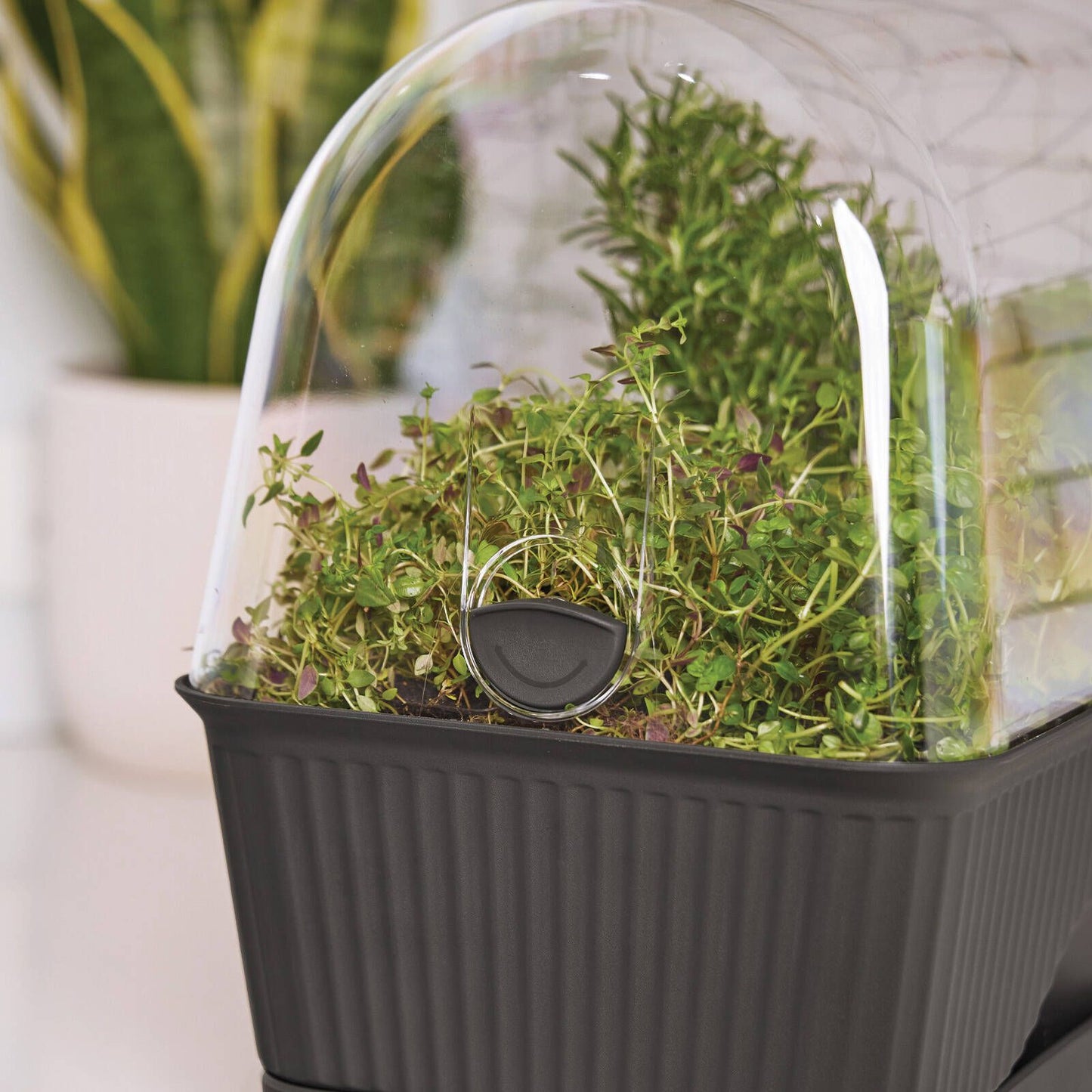 Backyard Farmer Grey Lula Mini Greenhouse
