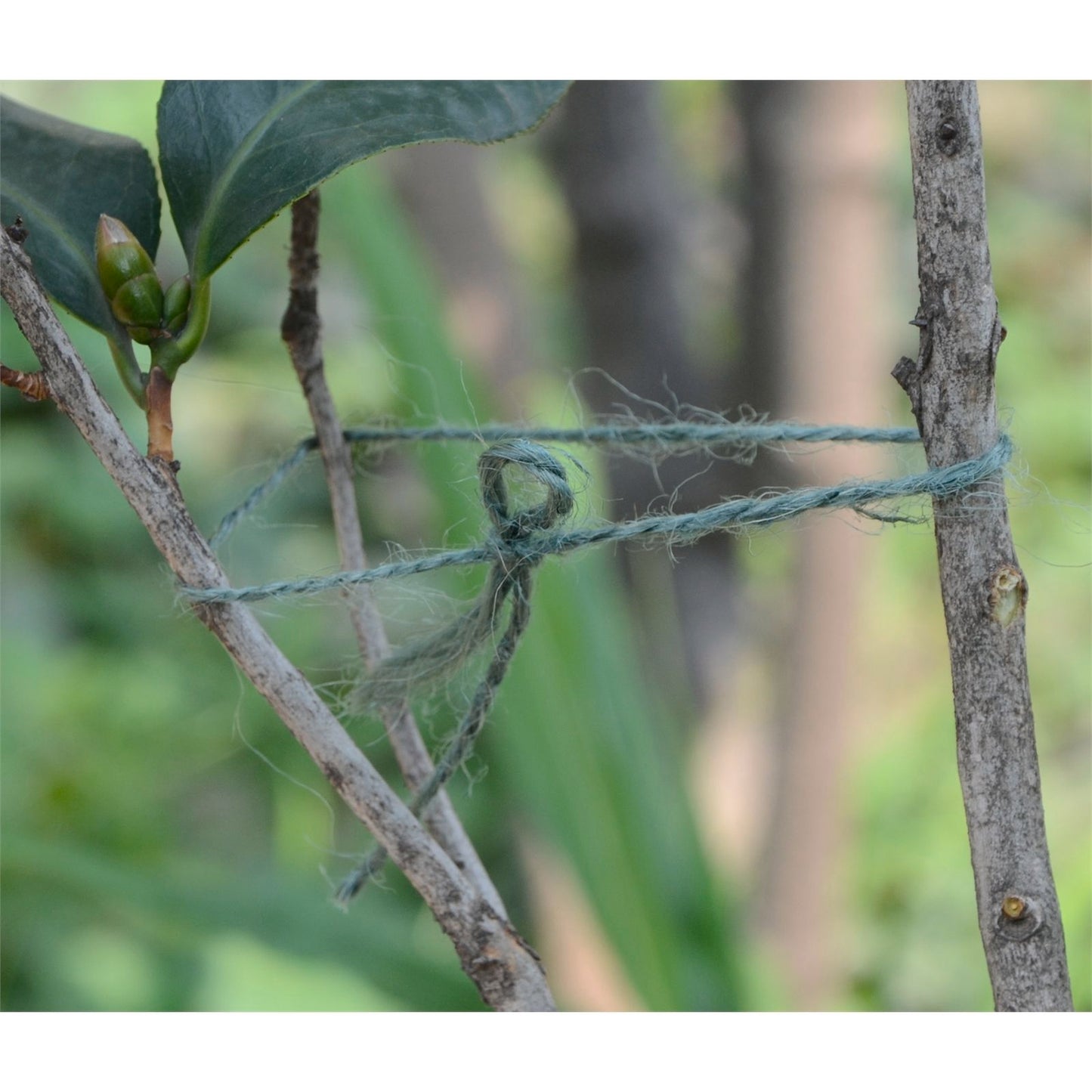 Saxon 50m Jute Twine Plant Tie
