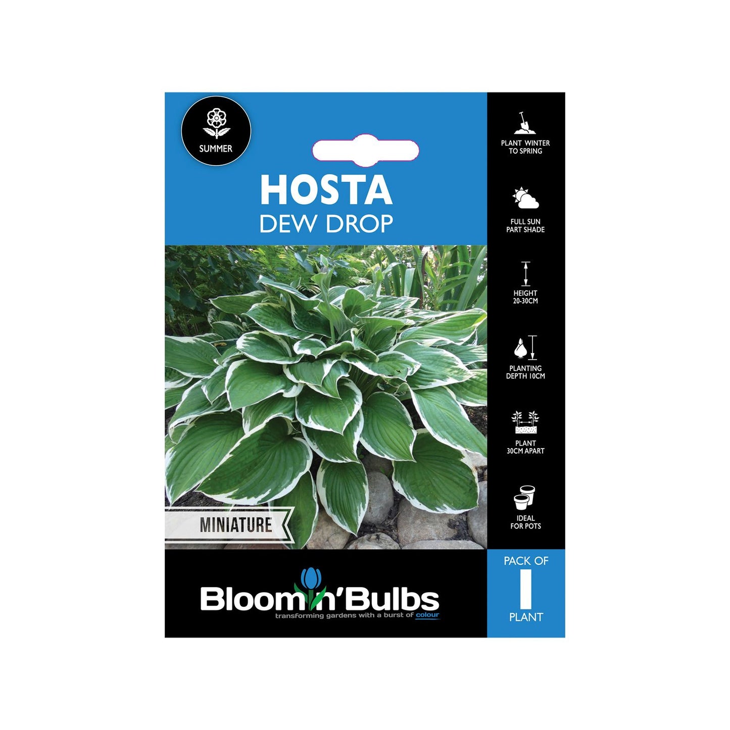 Bloomin Bulbs Hosta Dew Drop - 193 x 130 x 60mm