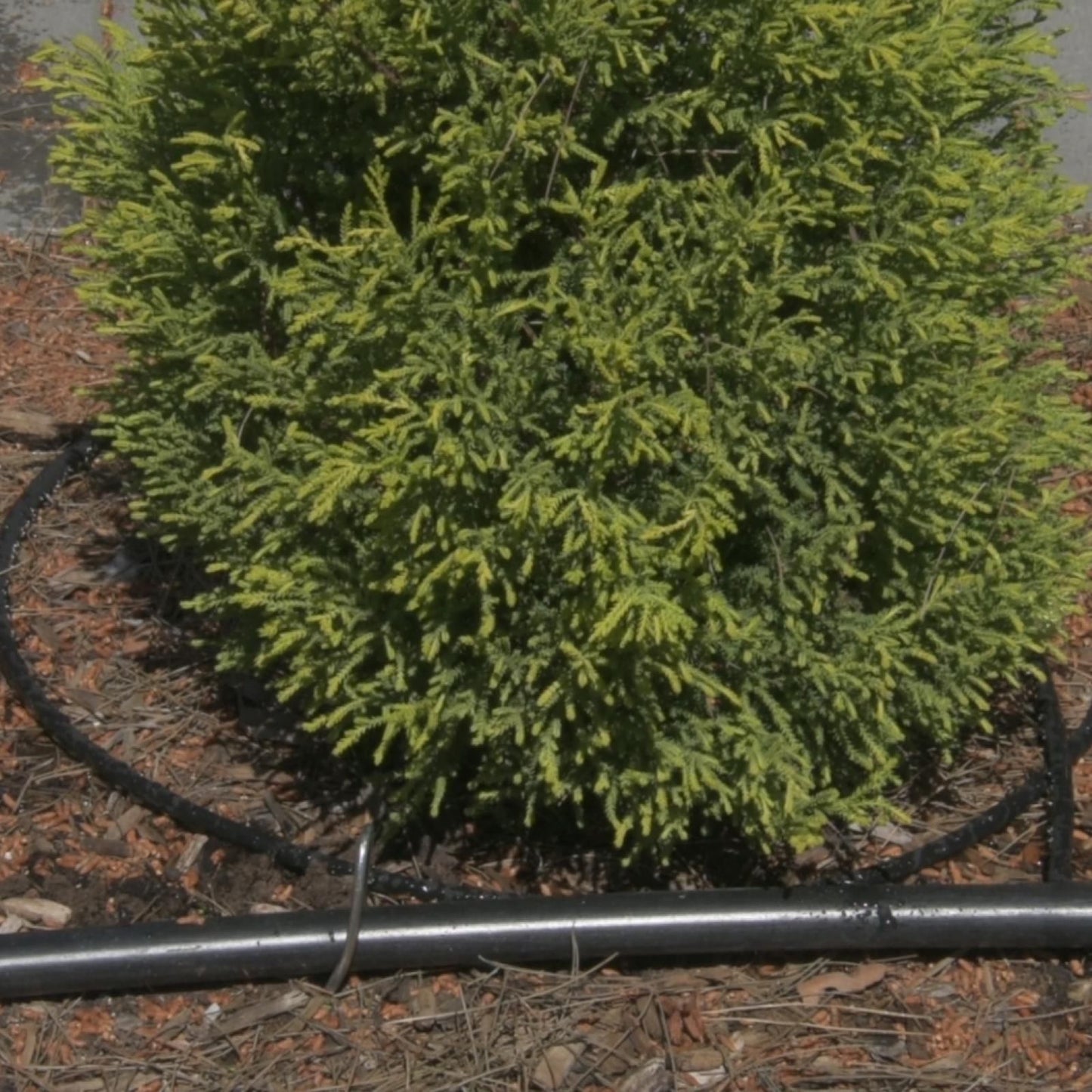Pope Micro Water Weeper Hose - 15m - 4mm