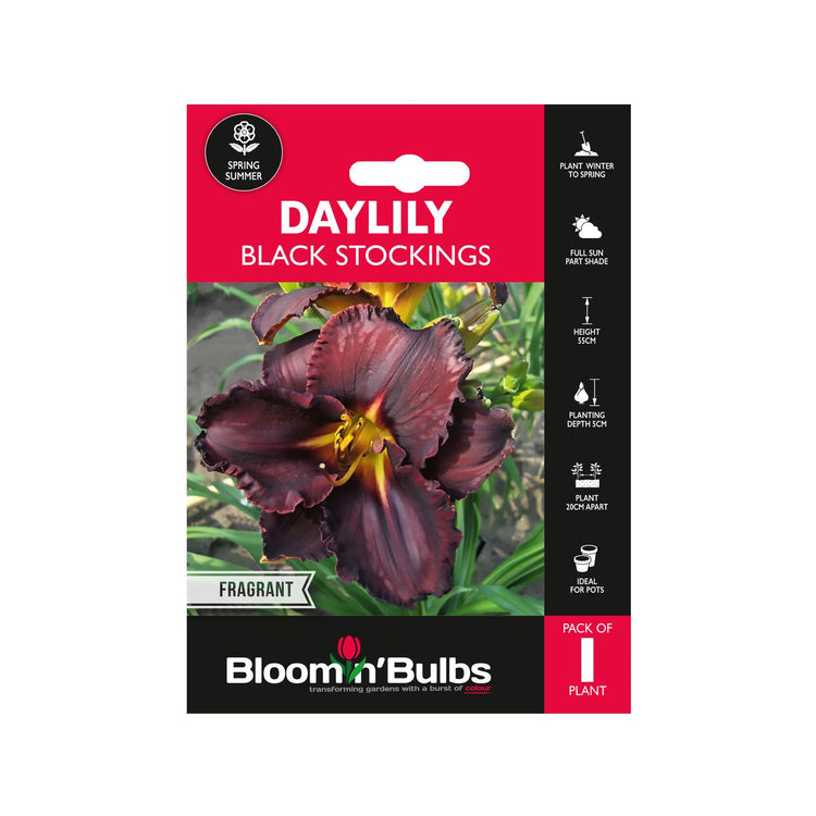Bloomin Bulbs Daylily Black Stockings Fragrant