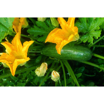 Yates Zucchini Blackjack Seeds 2 G
