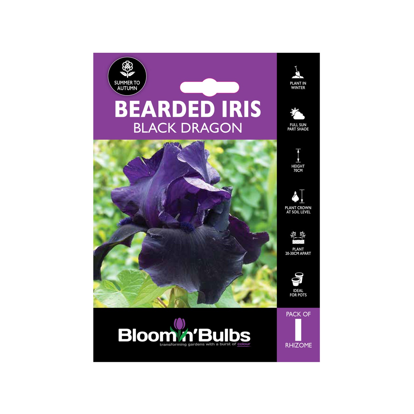 Bloomin Bulbs Bearded Iris - 1 Pack