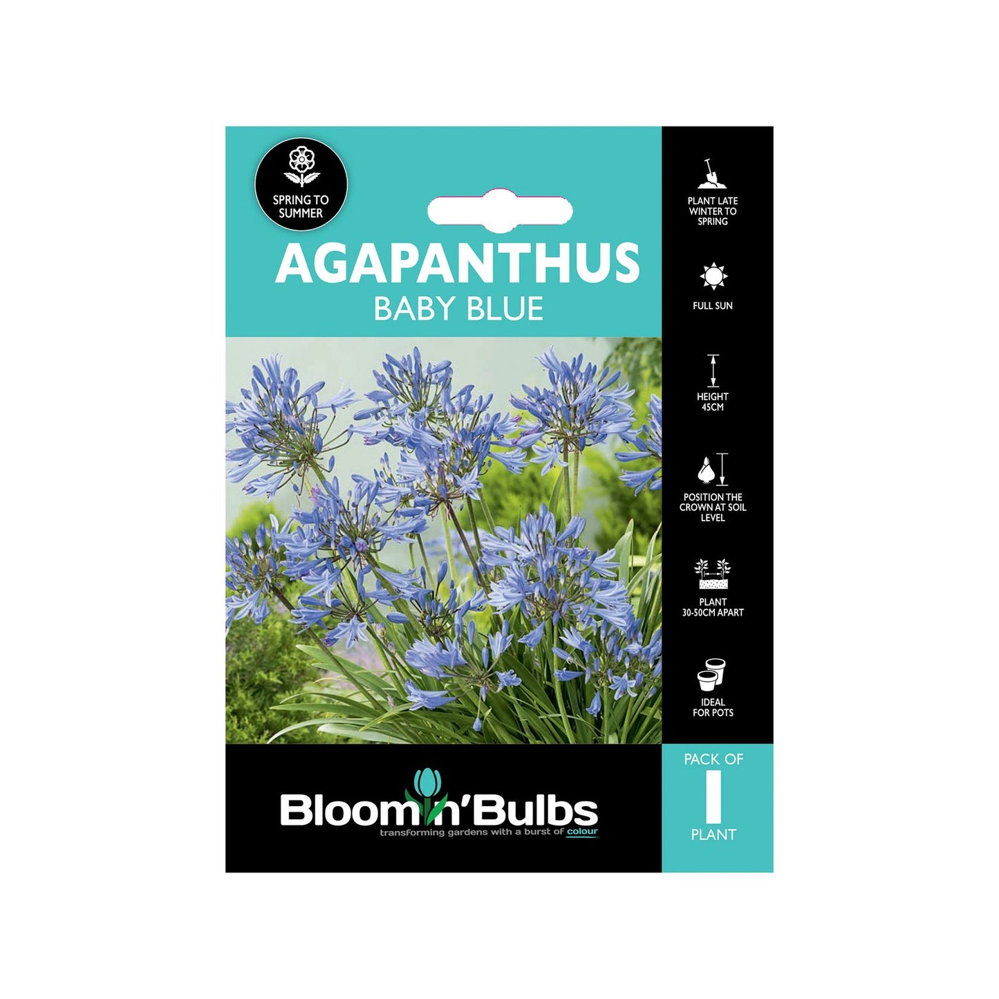 Bloomin Bulbs Agapanthus Baby Blue - 193 x 130 x 60mm