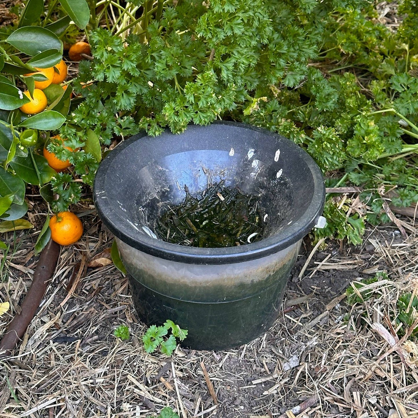 Envirosafe Mosquito Larval Trap