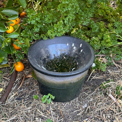 Envirosafe Mosquito Larval Trap