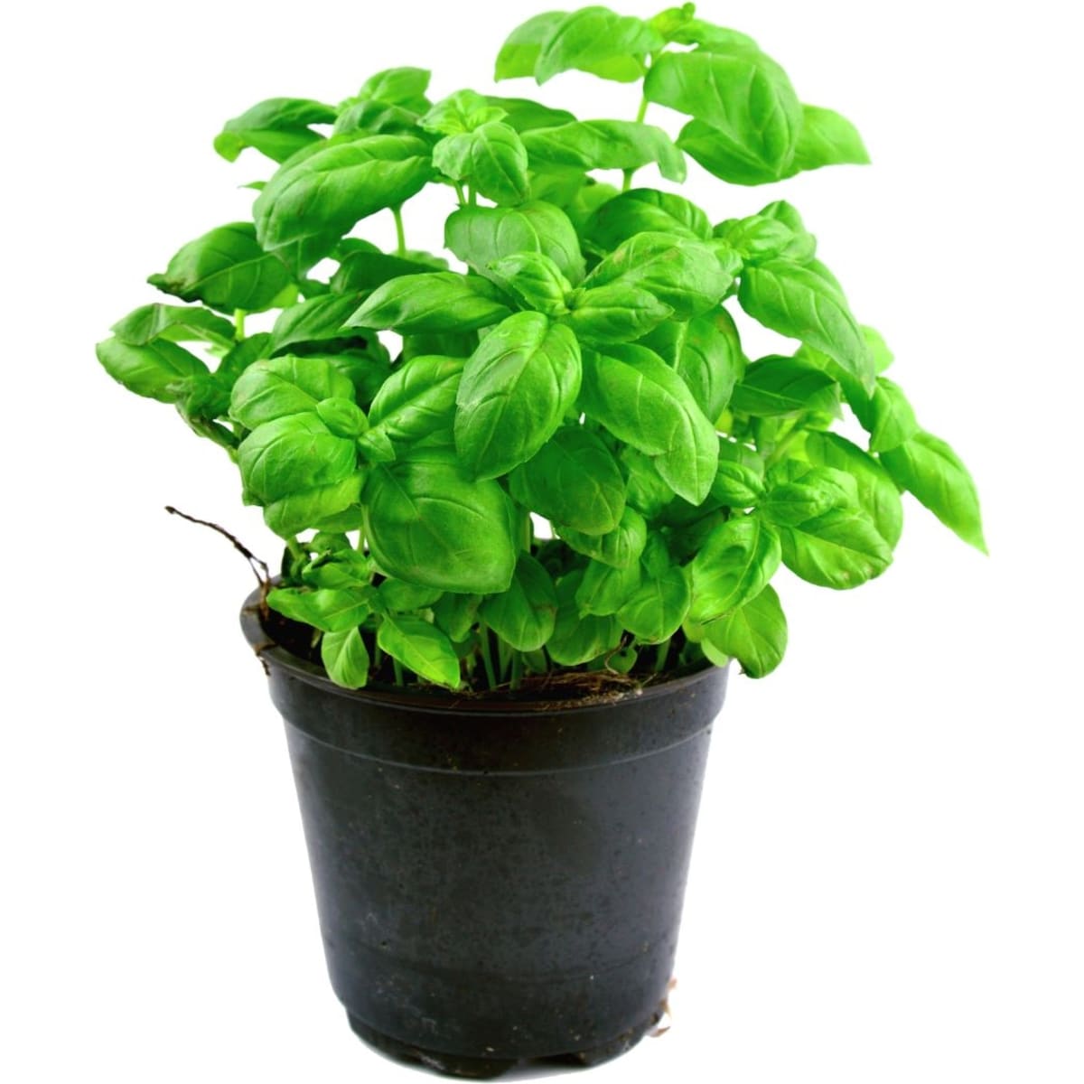 Yates Sweet Basil Seeds 0.3g