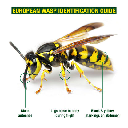 Envirosafe European Wasp Trap