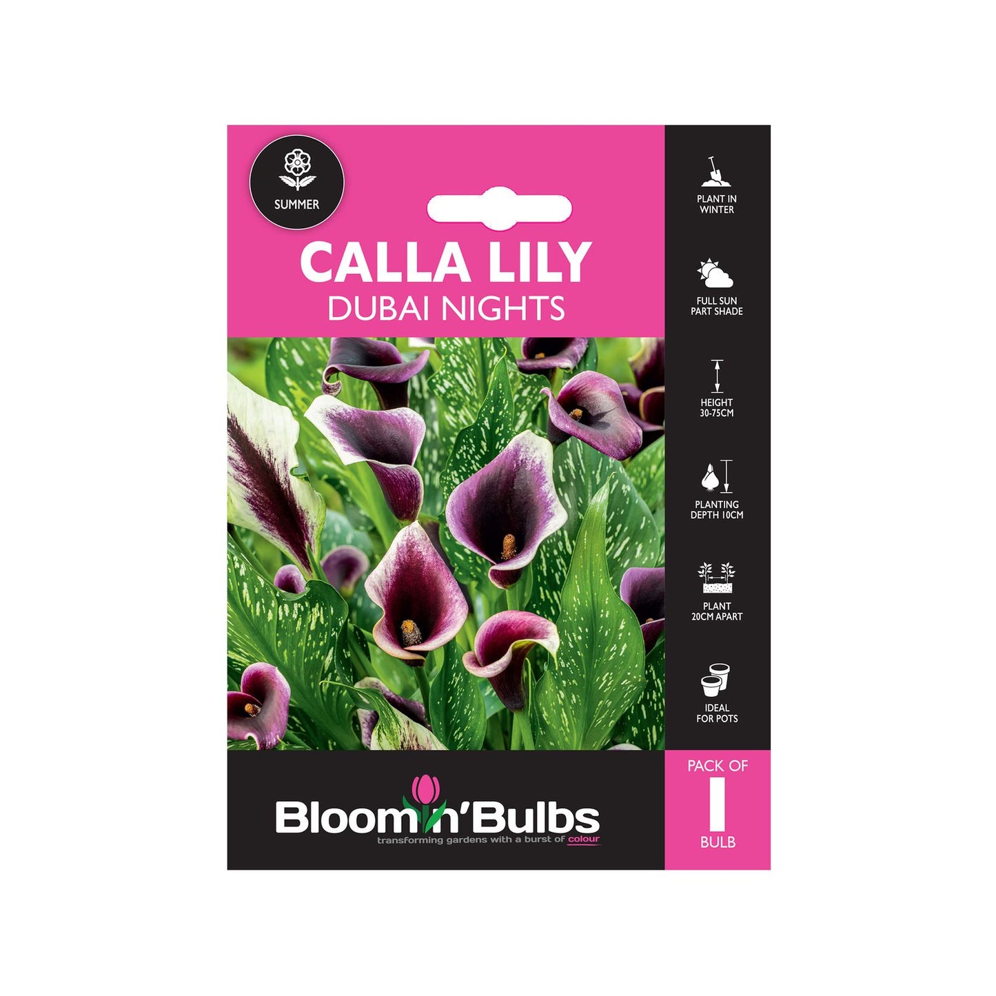 Bloomin Bulbs Calla Lily Dubai Nights - 193 x 130 x 60mm