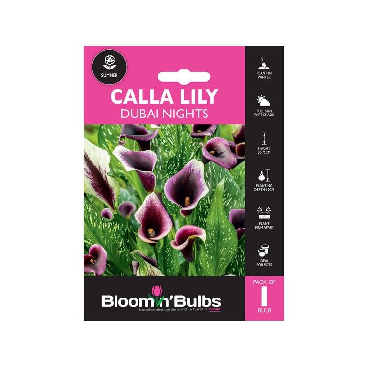 Bloomin Bulbs Calla Lily Dubai Nights