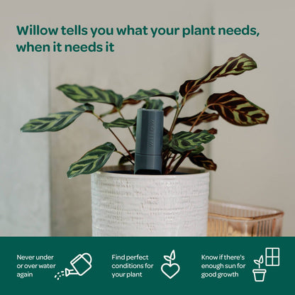 Willow Smart Indoor Plant Sensor - Charcoal