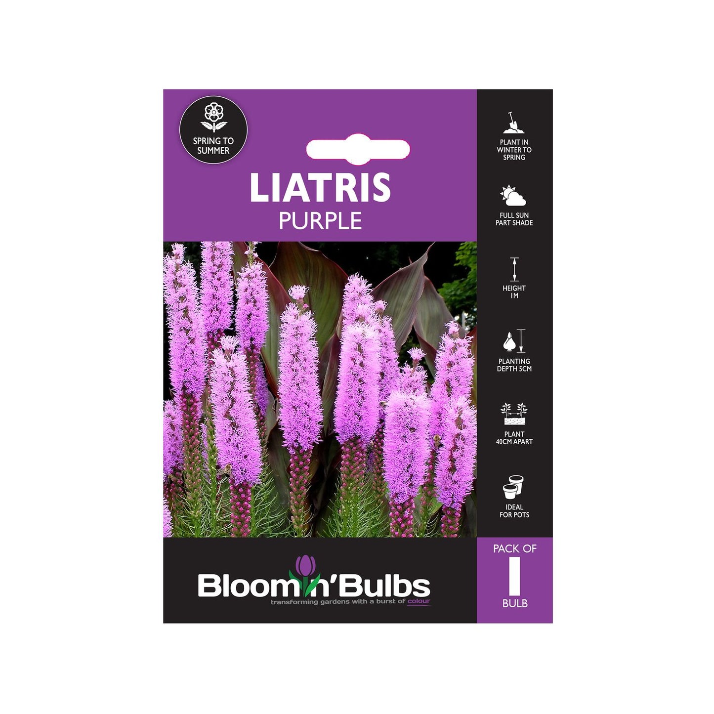 Bloomin Bulbs Summer Purple Liatris - 193 x 130 x 60mm