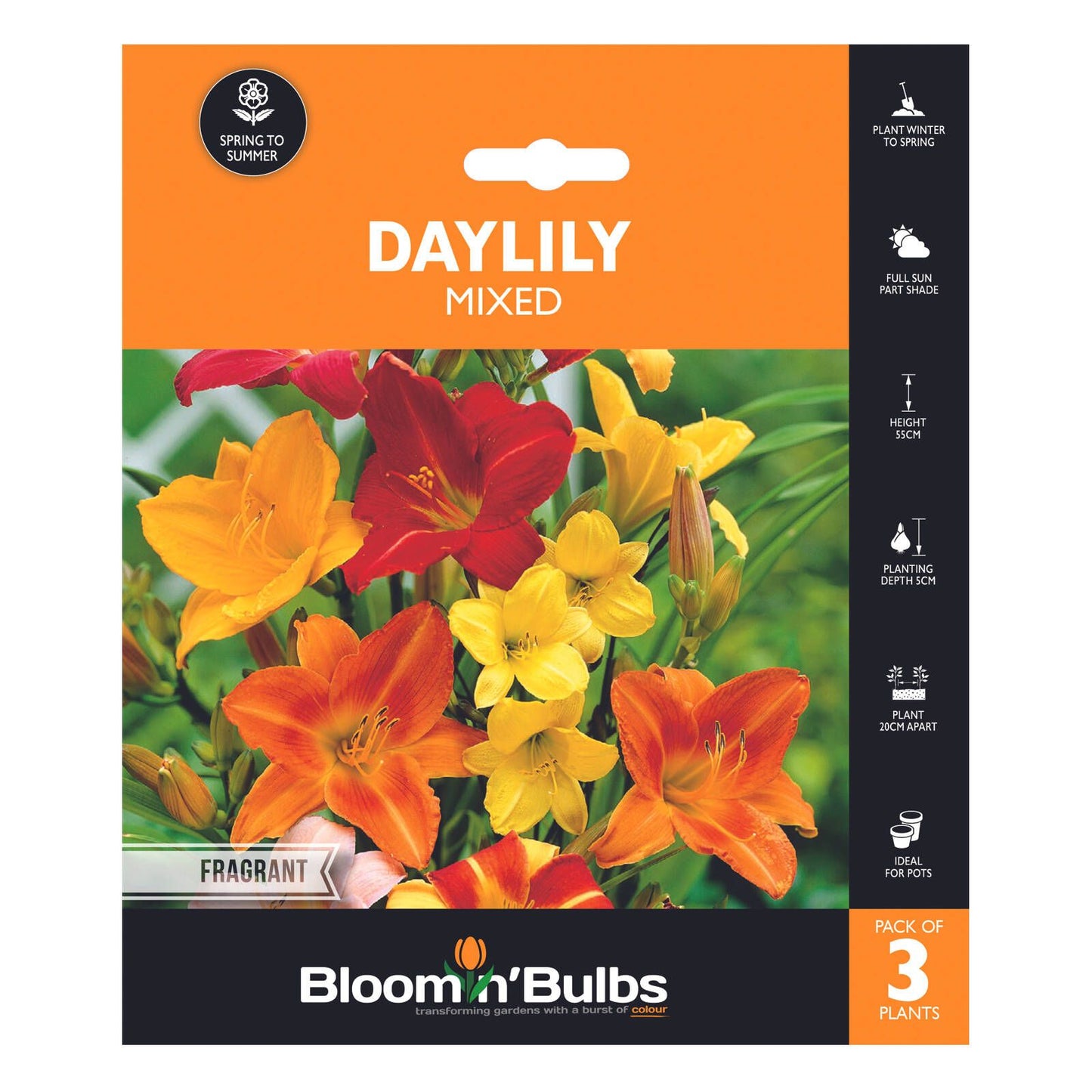 Bloomin Bulbs Daylily Mixed - 3 Pack