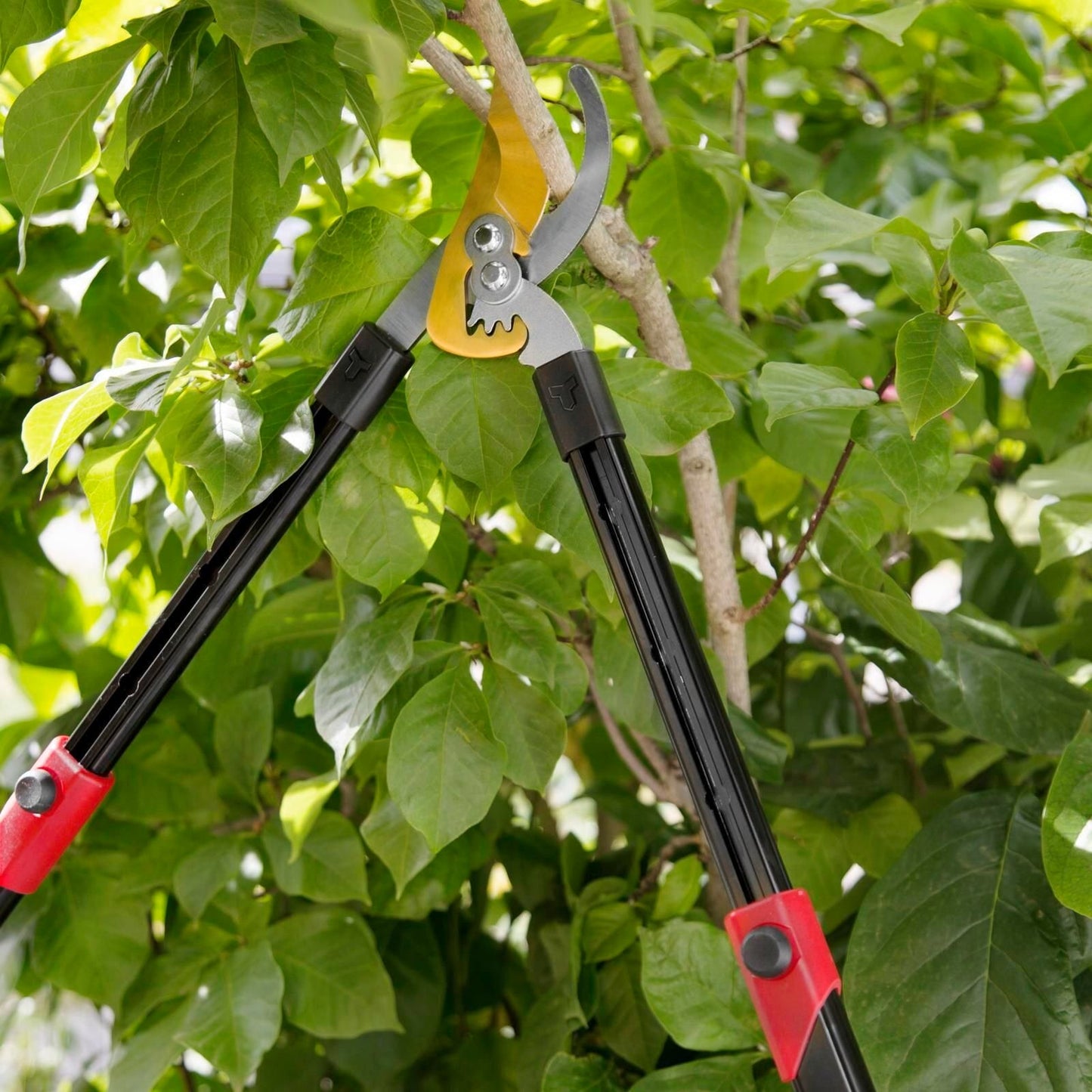 Trojan Geared Telescopic Bypass Lopper - 600mm