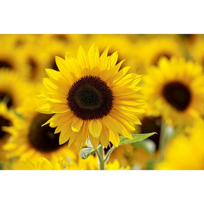 Yates Yellow Empress Sunflower Seeds Each