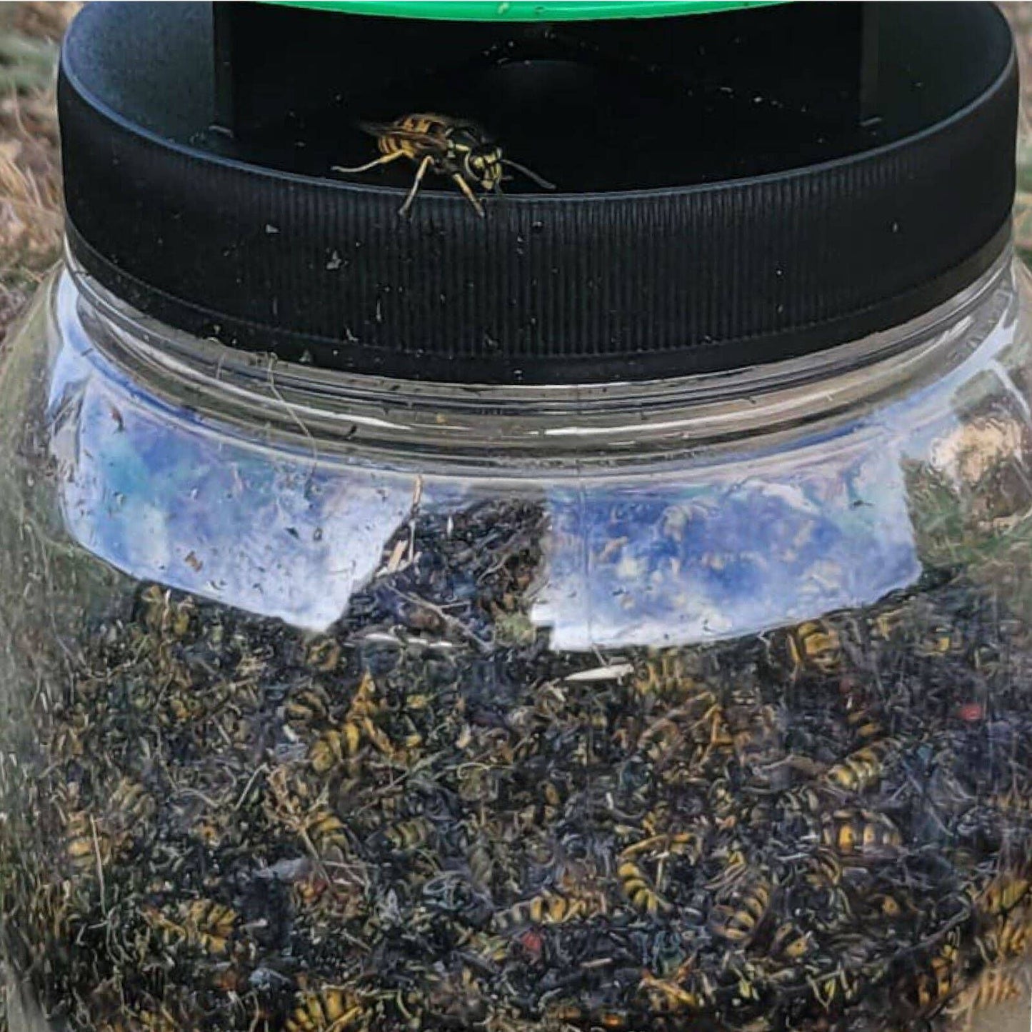 Envirosafe European Wasp Trap