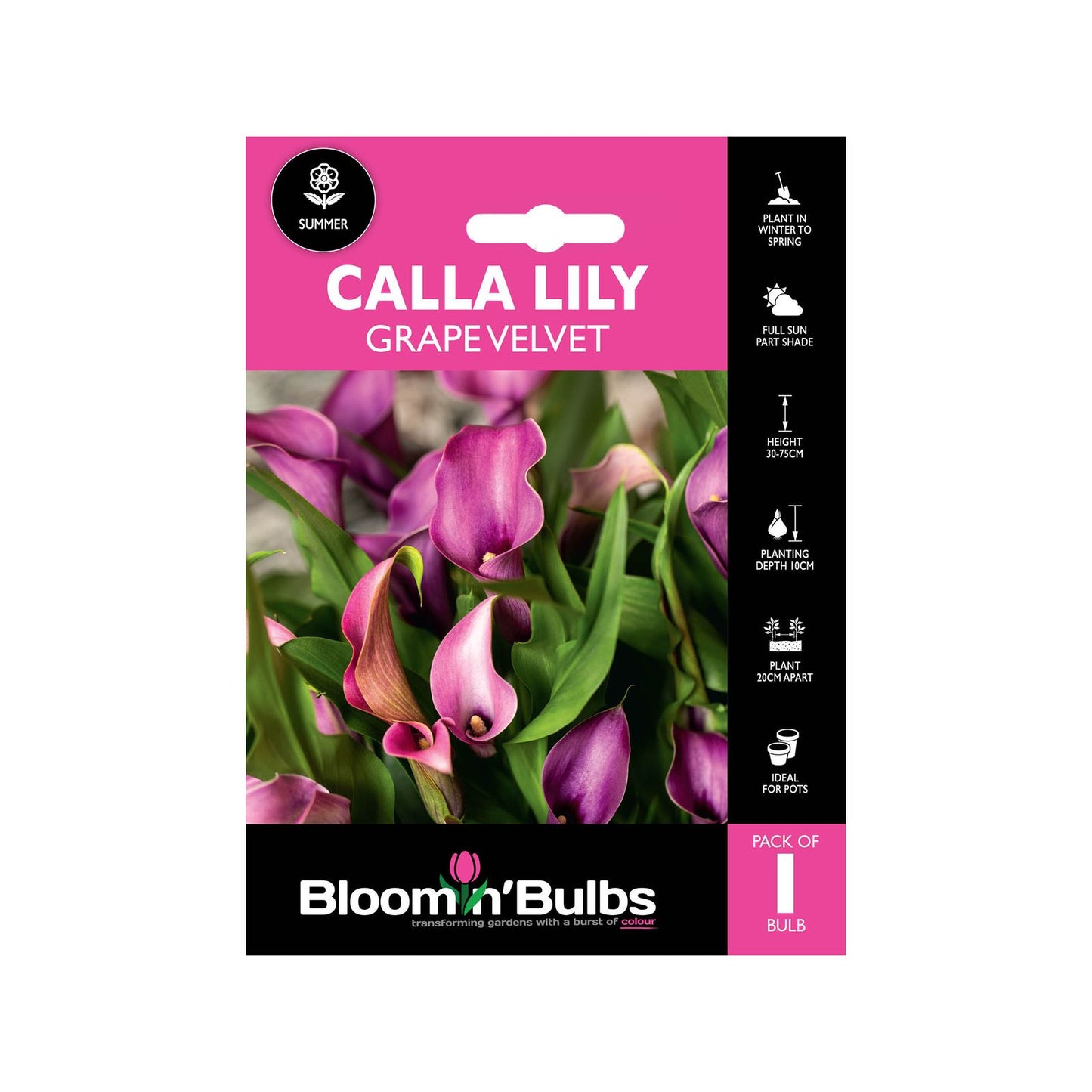 Bloomin Bulbs Calla Lily Grape Velvet - 1 Pack