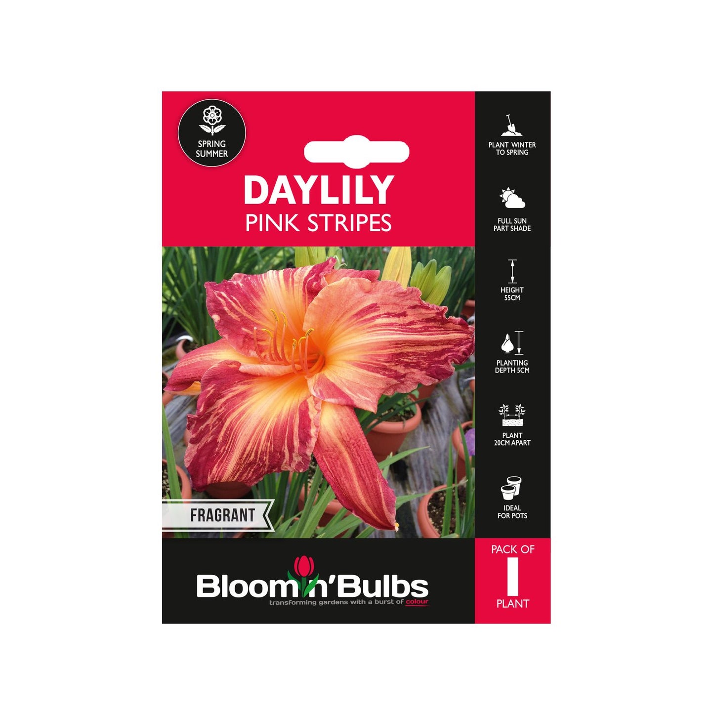 Bloomin Bulbs Summer Daylily - Pink Stripes - 193 x 130mm