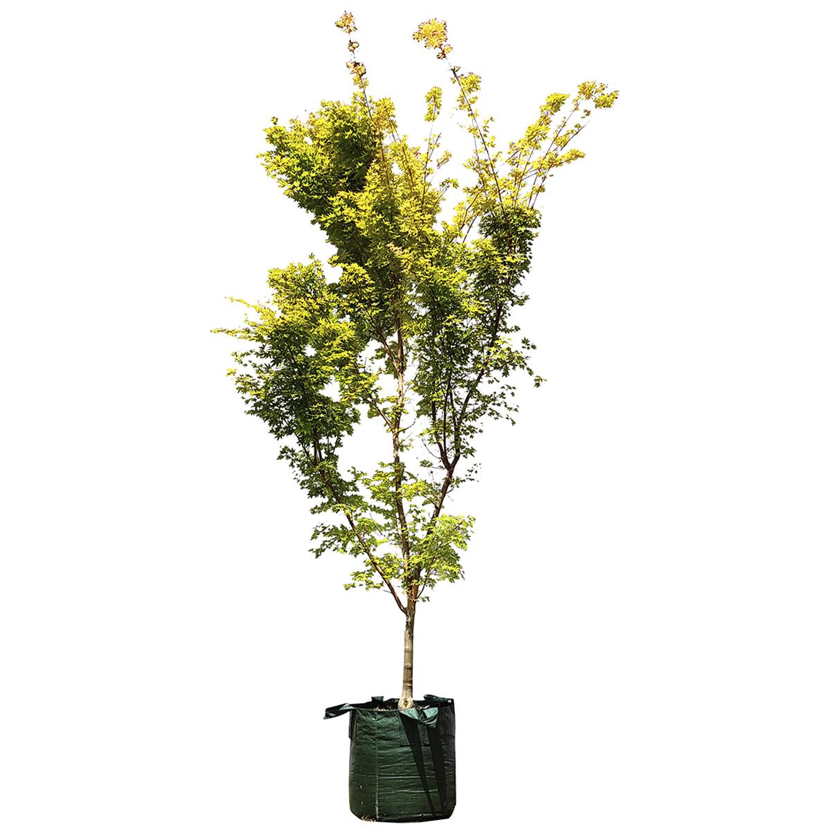 Acer Palmatum Senkaki Coral Bark 6 x 75L