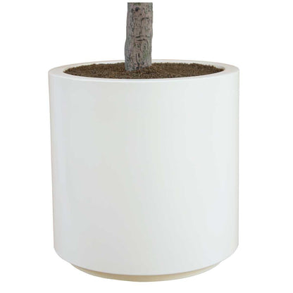 CGH Artificial Olive Tree 2M