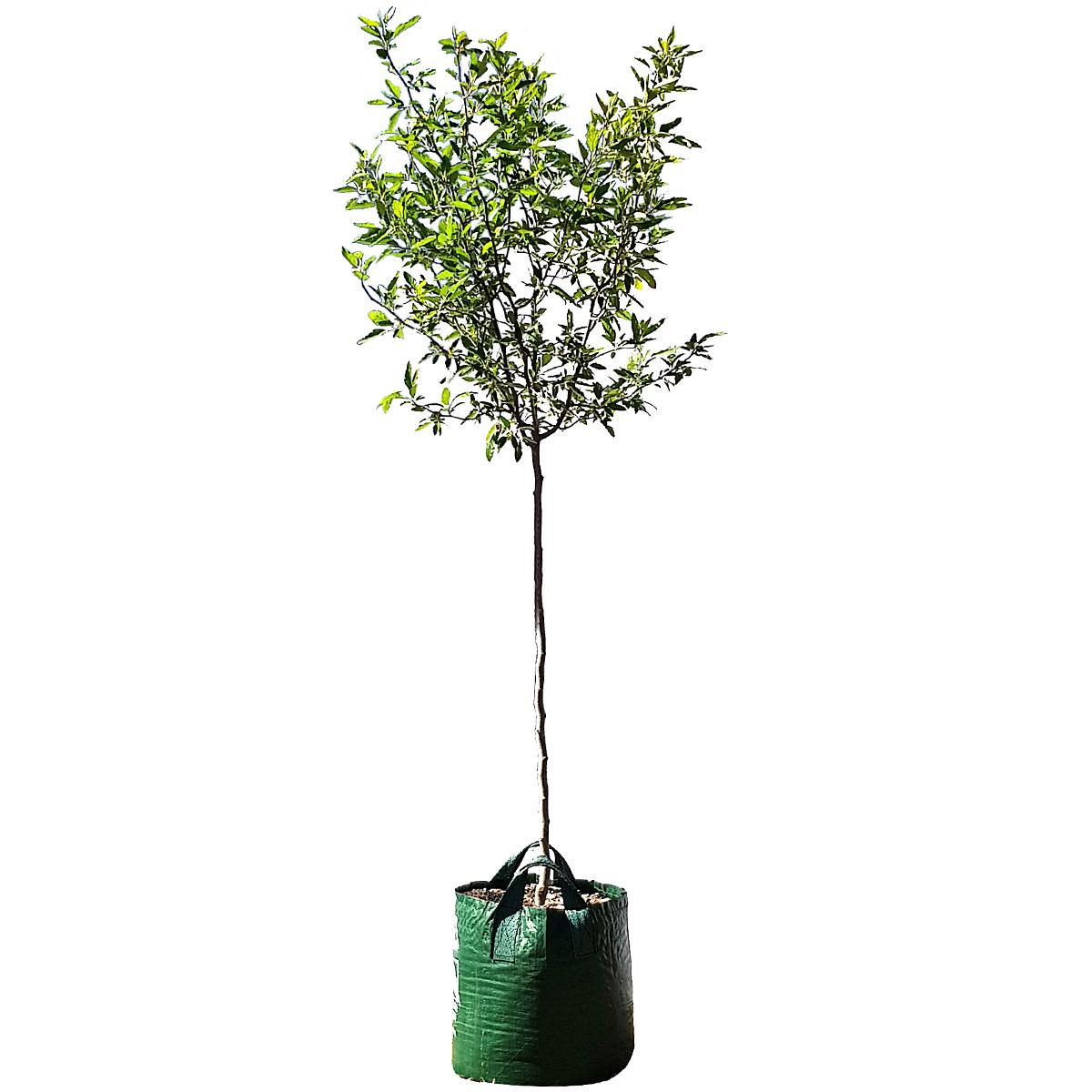 Crab Apple Trees 6 x 75L