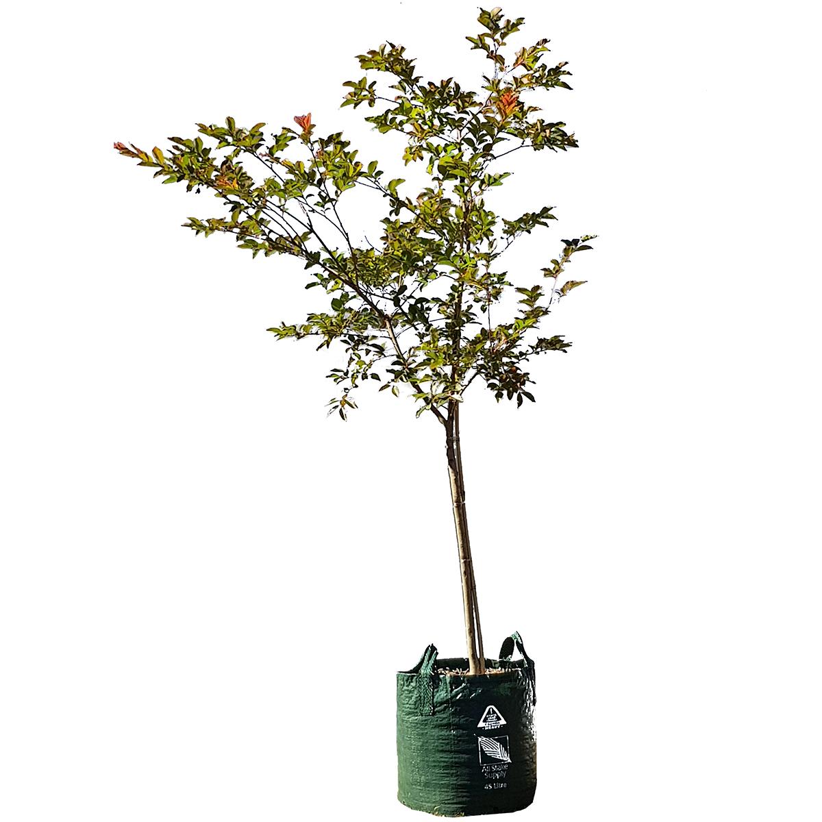 Crepe Myrtle Natchez Trees 13 x 45L