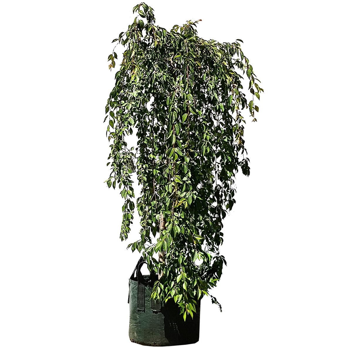 Falling Snow Weeping Cherry Trees 4 x 100L