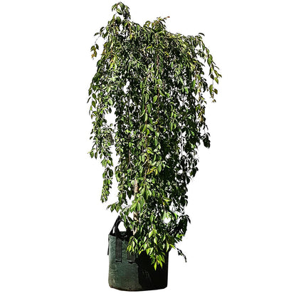 Falling Snow Weeping Cherry Trees 4 x 100L