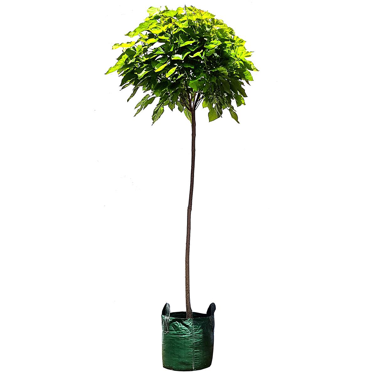 Indian Bean Trees 6 x 75L