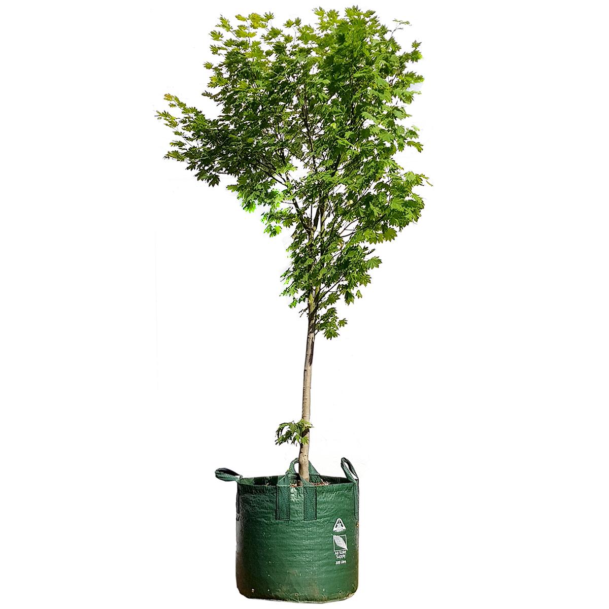 Japanese White Birch Trees 6 x 75L