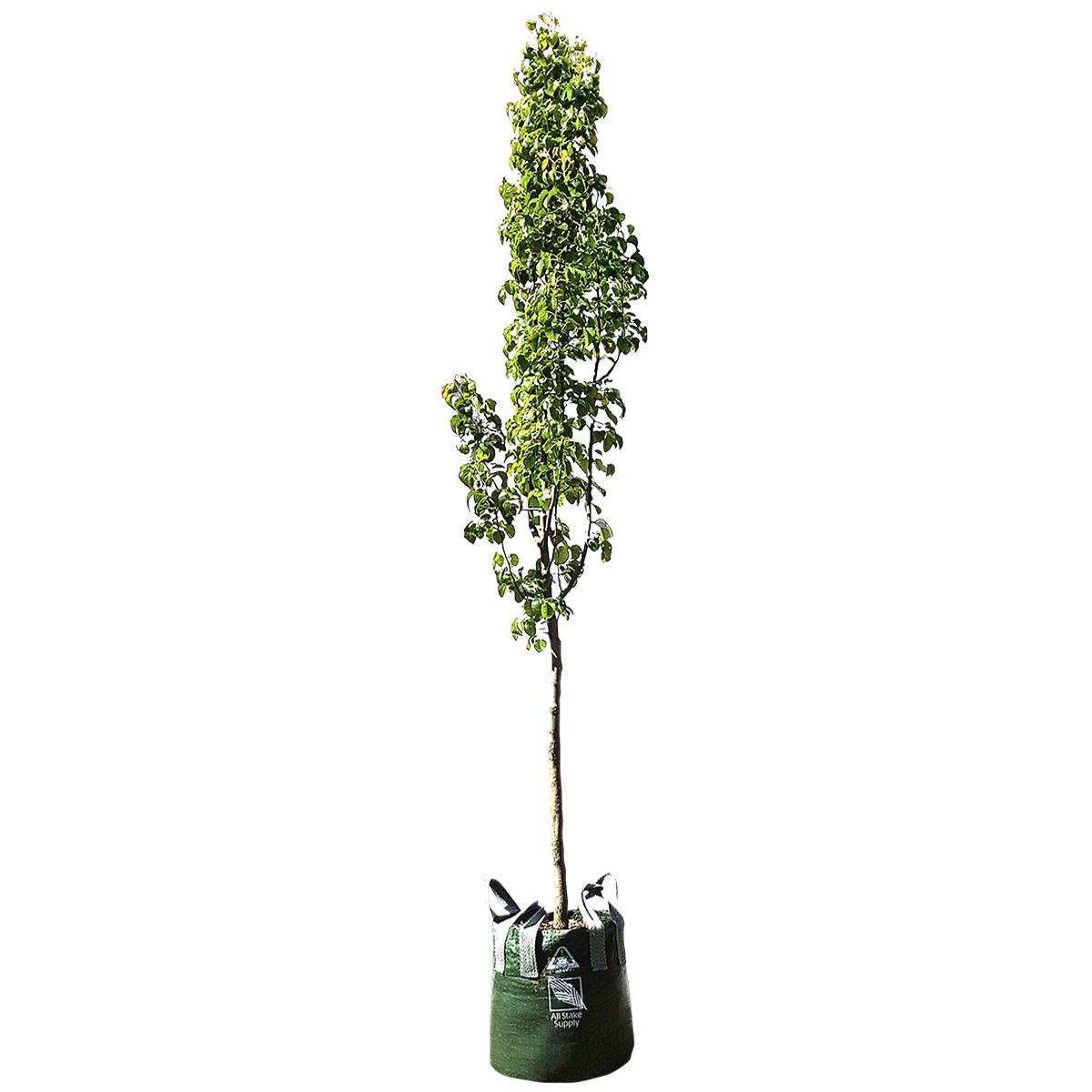 Pyrus Calleryana Capital Trees 13 x 45L