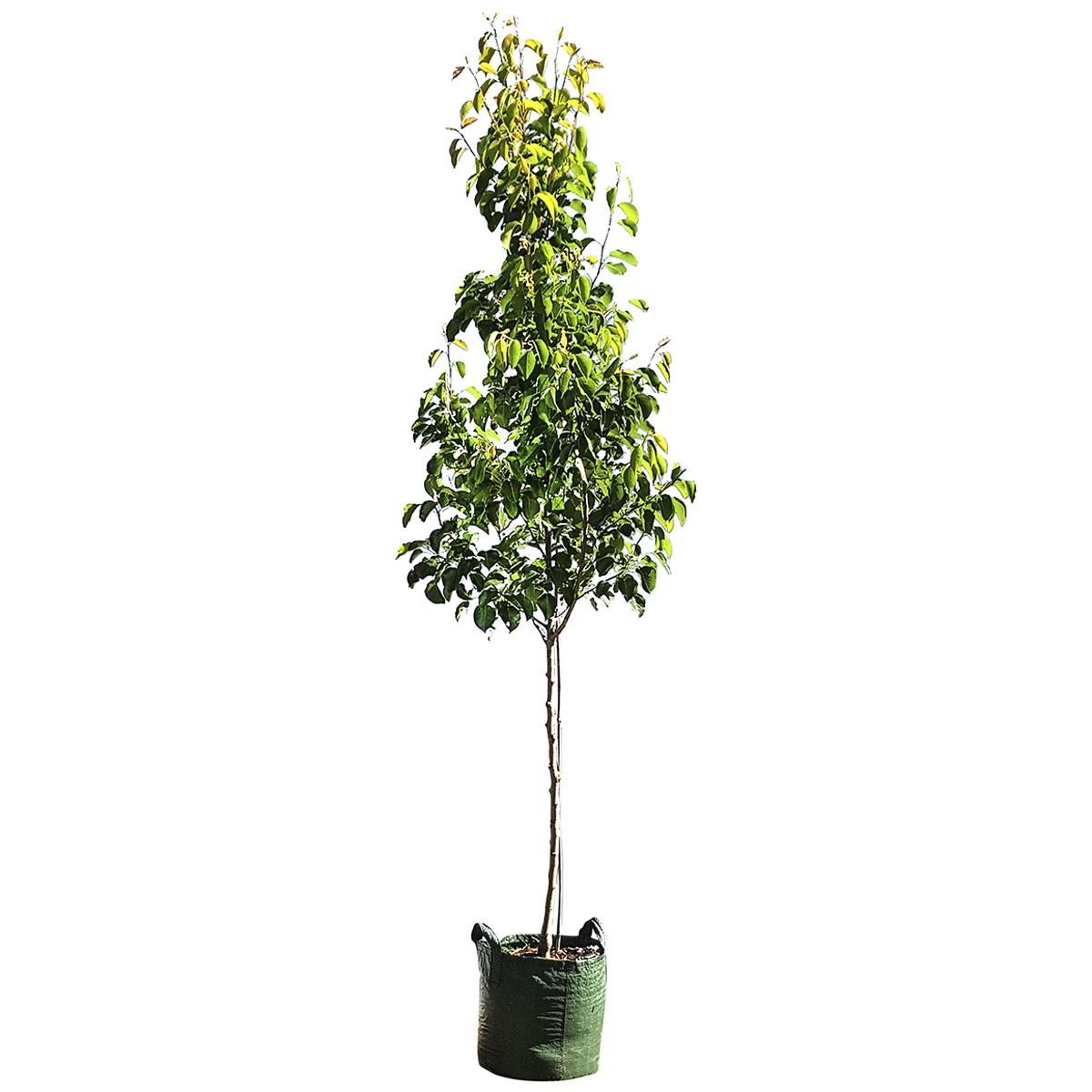 Pyrus Calleryana 'Celeveland Select' Trees 13 x 45L