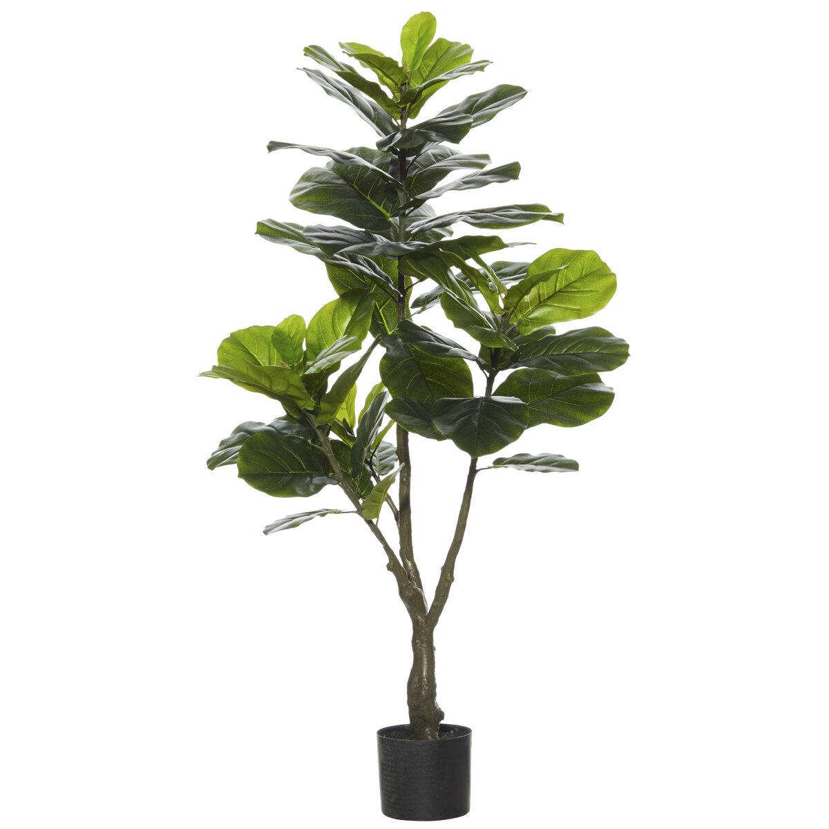Rogue Giant Fiddle Tree 65 x 55 x 122cm