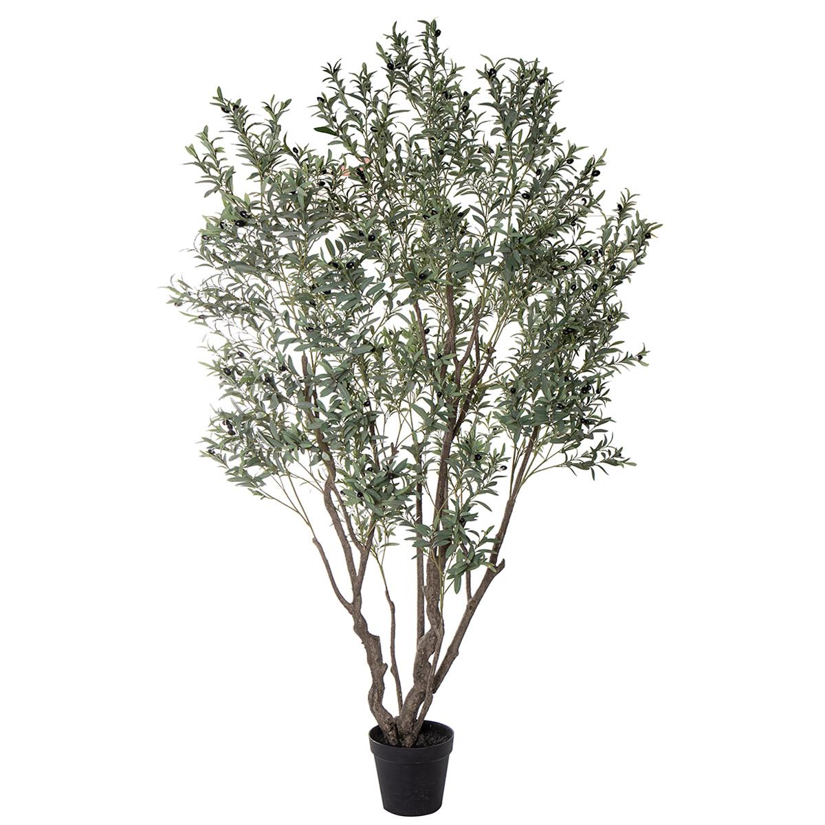 Rogue Olive Tree Grey Green 140 x140 x 260cm