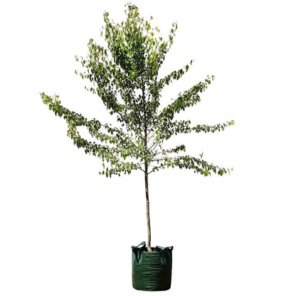 Snow Pear Trees 4 x 100L
