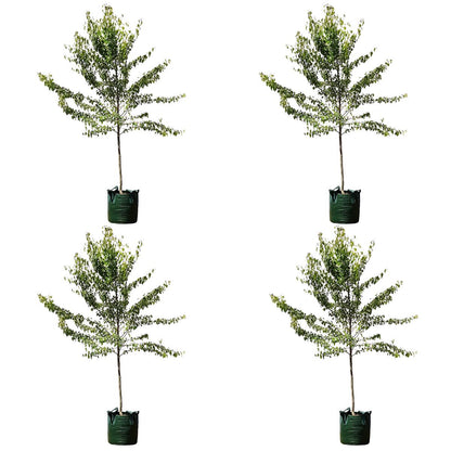 Snow Pear Trees 4 x 100L