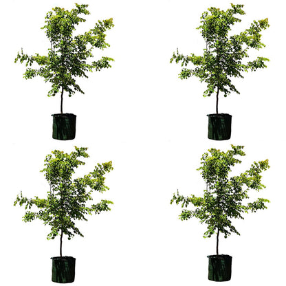Winter Orange Trees 4 x 100L