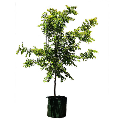 Winter Orange Trees 4 x 100L