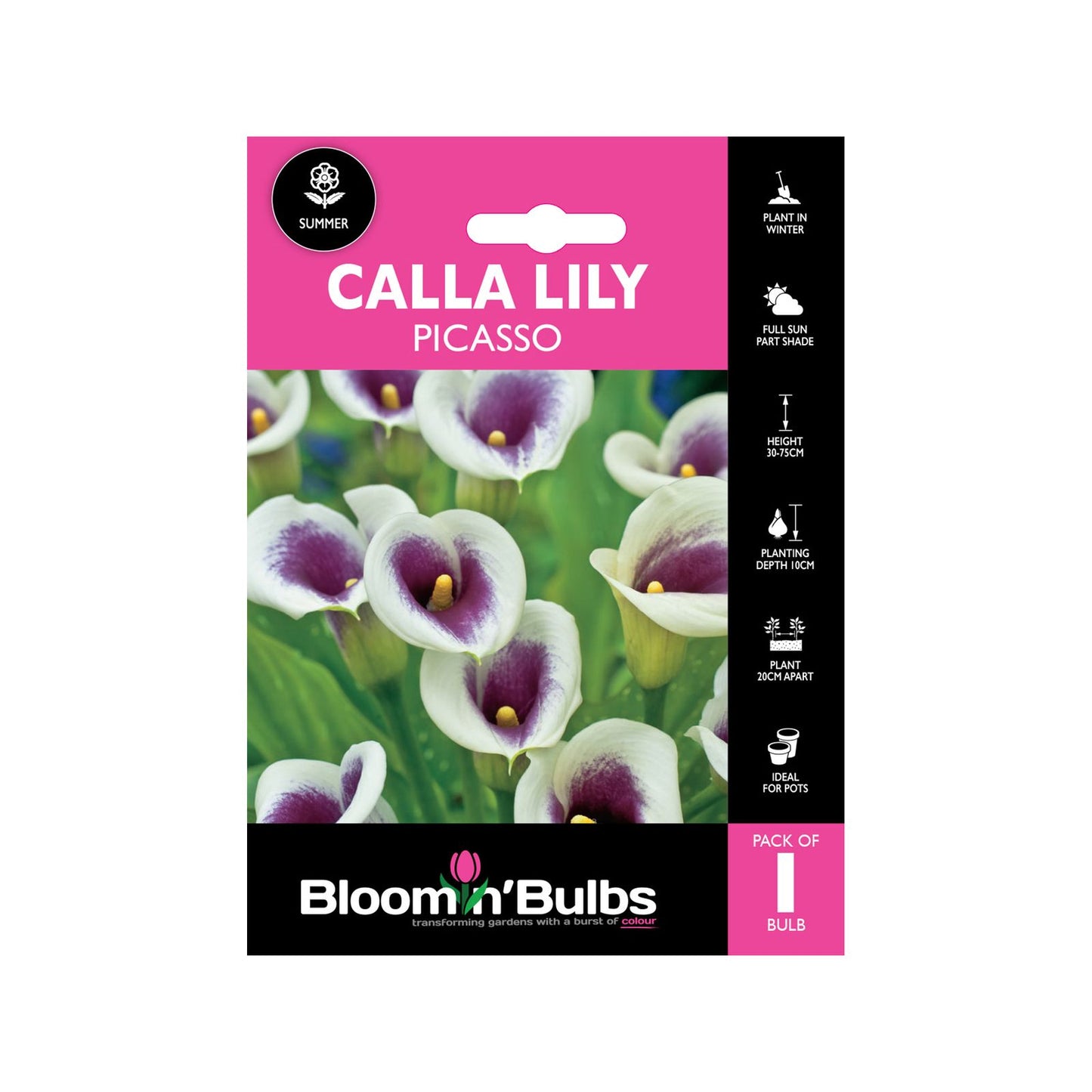 Bloomin Bulbs Calla Lily Picasso - 1 Pack