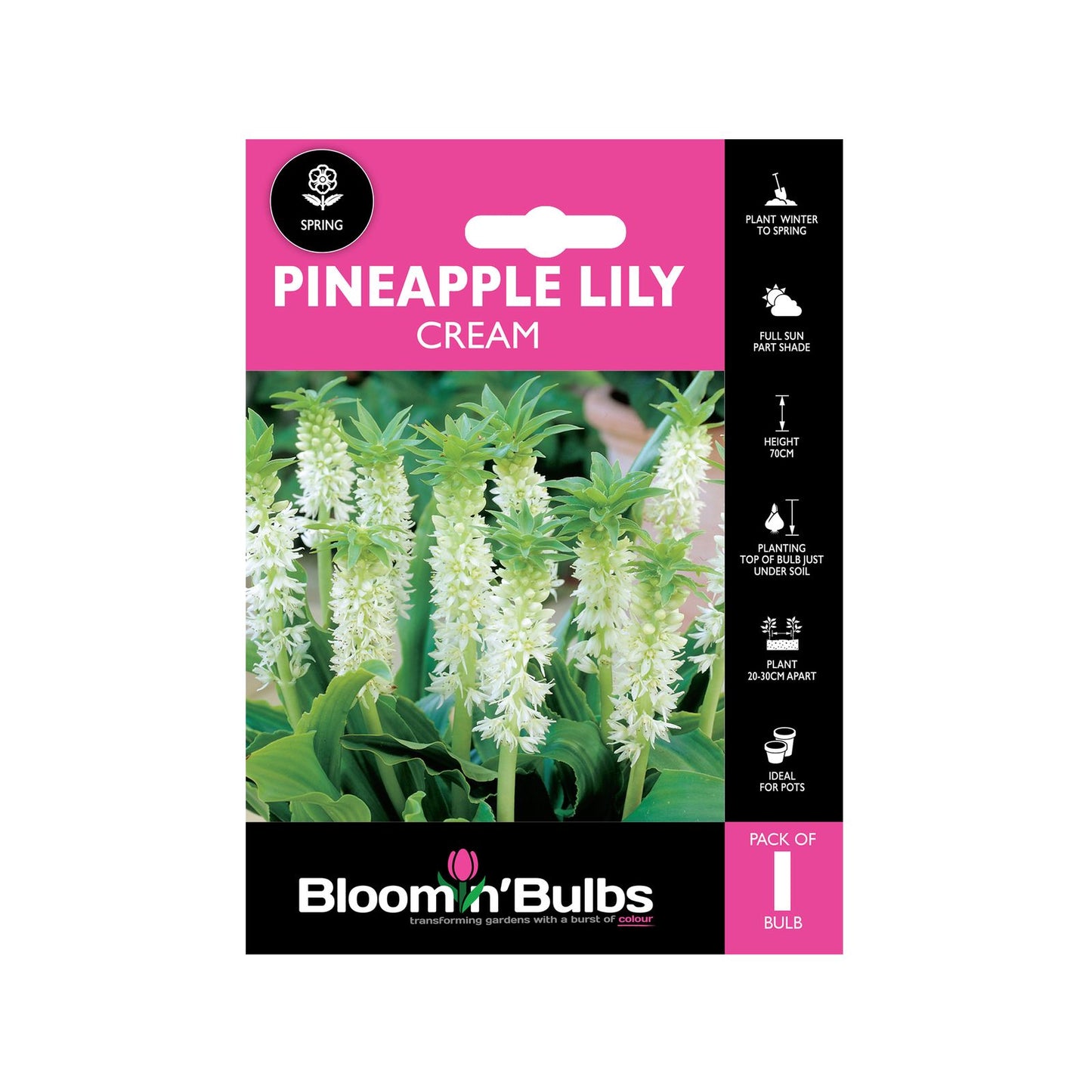 Bloomin Bulbs Pineapple Lily Cream - 193 x 130 x 60mm