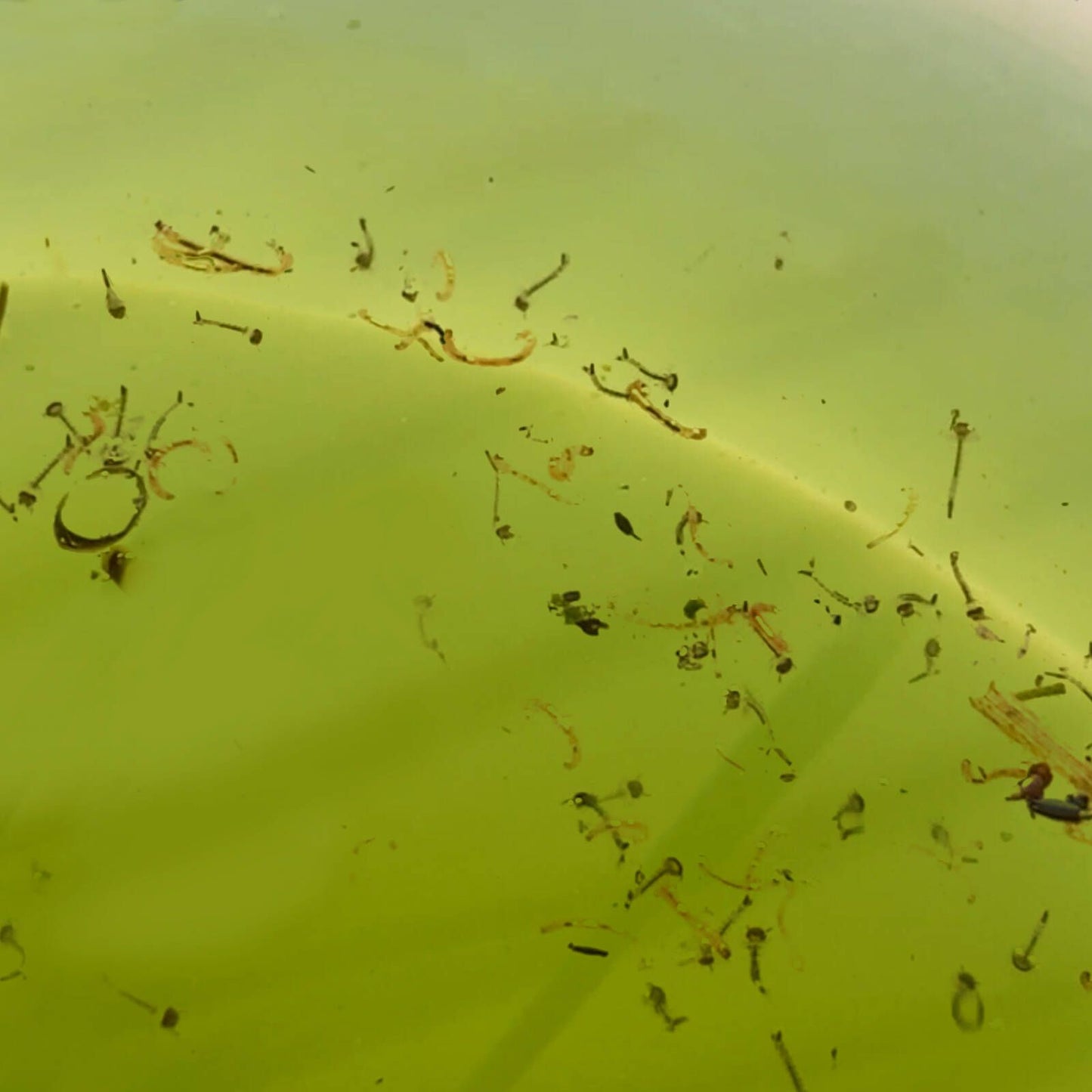 Envirosafe Mosquito Larval Trap