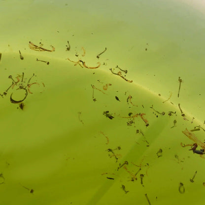 Envirosafe Mosquito Larval Trap