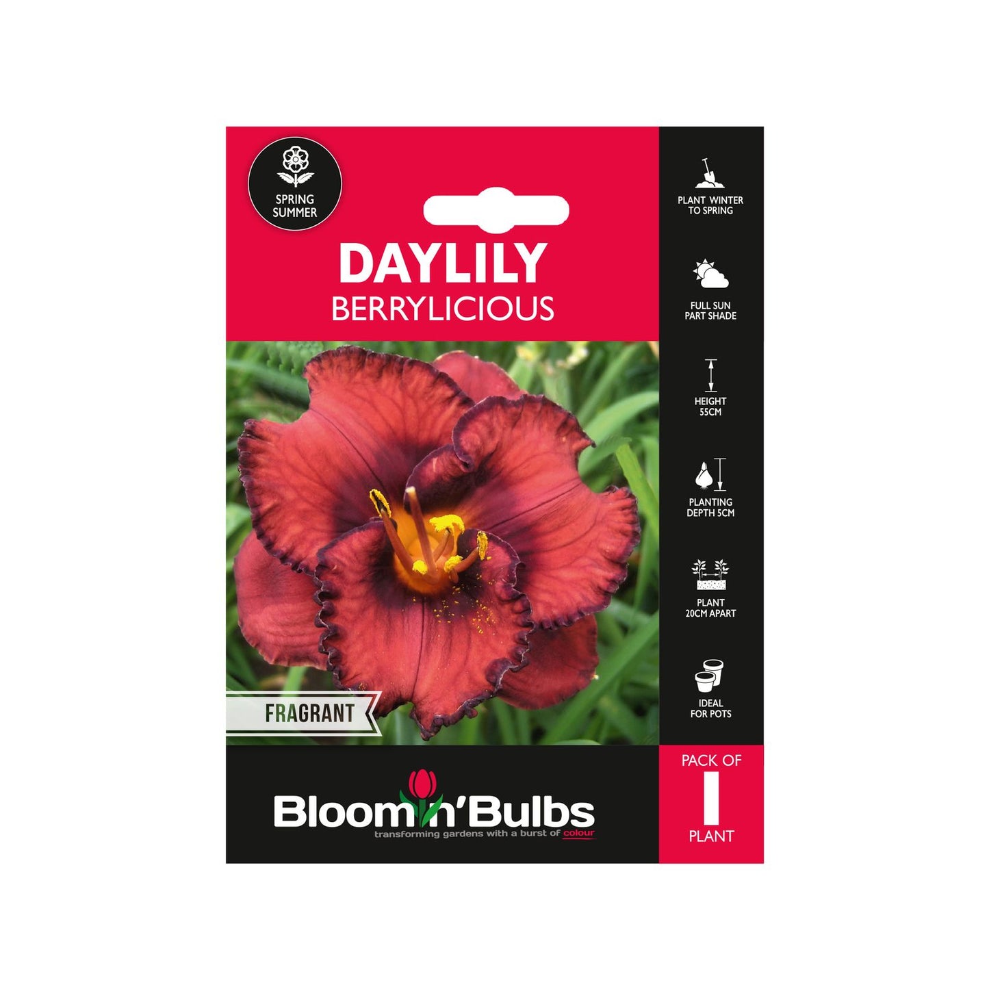 Bloomin Bulbs Summer Daylily - 193 x 130mm
