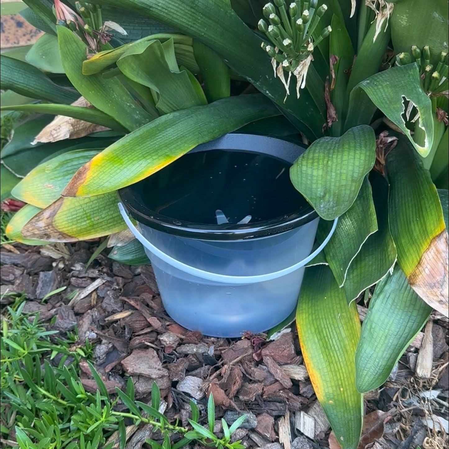 Envirosafe Mosquito Larval Trap