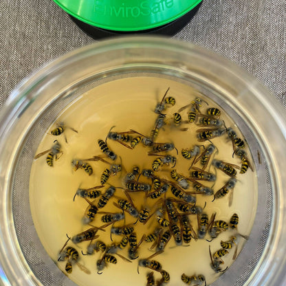 Envirosafe European Wasp Bait Refill - 2 Pack
