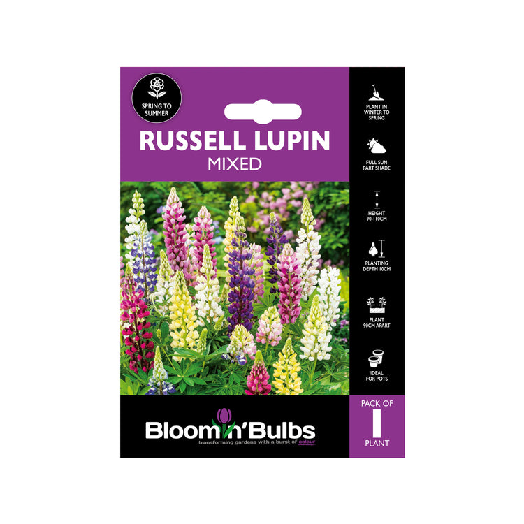 Bloomin Bulbs Russell Lupin Mixed