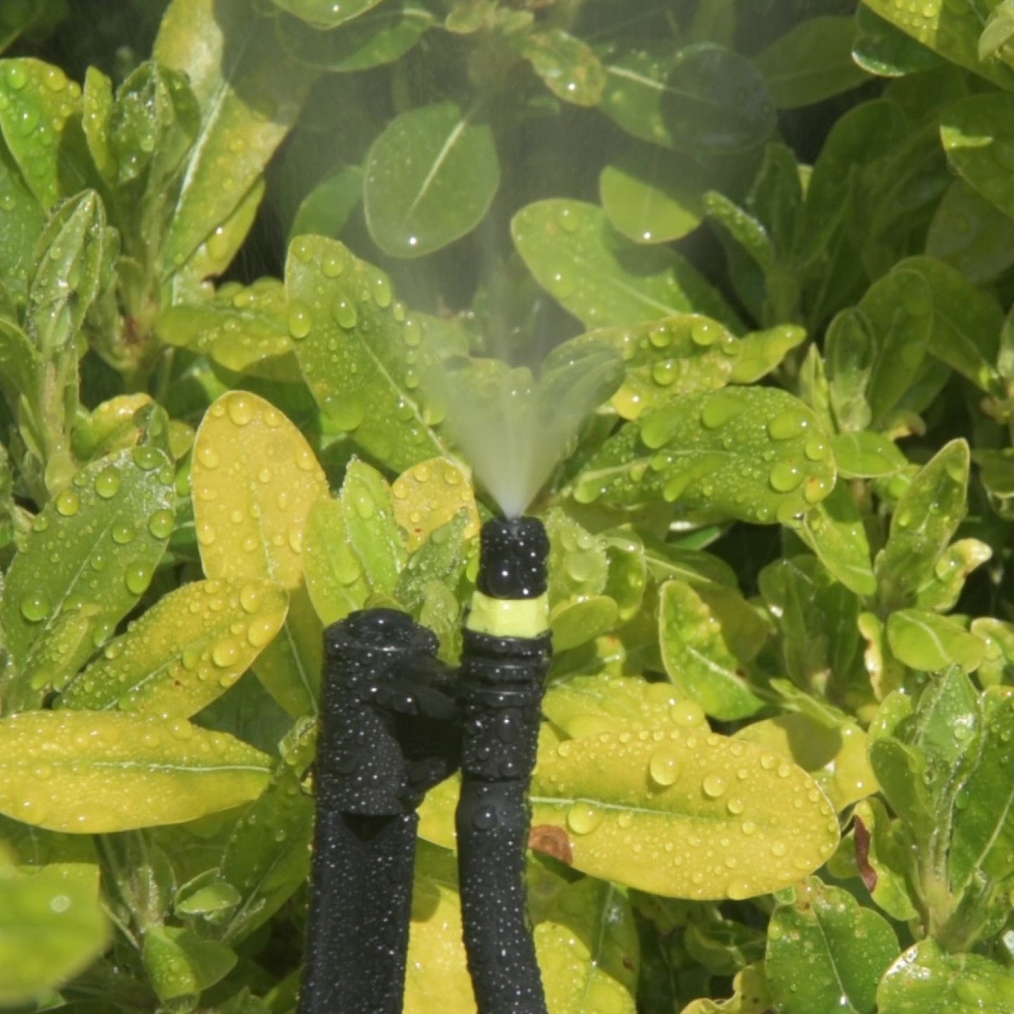 Pope Micro Jet Mist Spray - 10 Pack